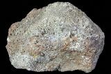 Achelousaurus Bone Fragment - Montana #71309-1